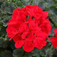 Pelargonium Savannah Red 140mm