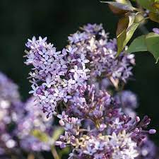 Syringa Wolfs Lilac 20cm