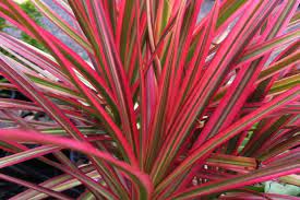 Dracaena Colorama 12lt