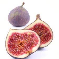 Fig Adam 4lt