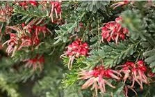 Grevillea Hot Lava 20cm