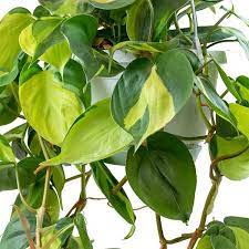 Philodendron Brasil