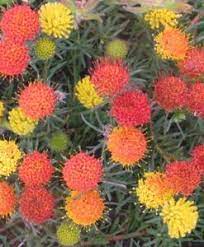 Leucospermum Ground Fire