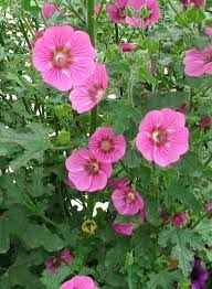 Anisodontea Dryspell Raspberry 140mm