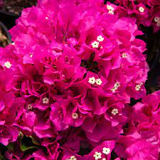 Bougainvillea Vera Deep Purple 5lt