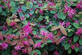 Loropetalum Razzelberri 175mm