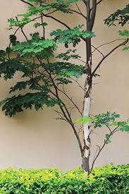 Caesalpinia Ferrea Leopard