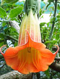 Brugmansia Burn't Orange 175mm