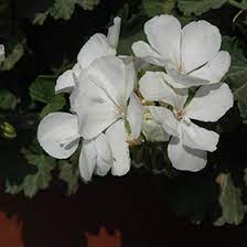 Pelargonium Savannah White 140mm