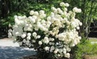 Viburnum Sterile Snowball Tree