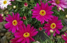 Argyranthemum Sublime Pink 17cm