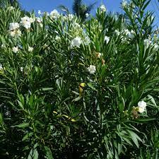 Nerium Madoni Grandiflora