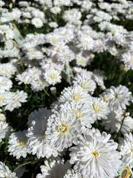 Argyranthemum Super Duper 17cm