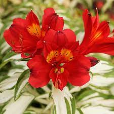 Alstroemeria Rock N Roll 17cm