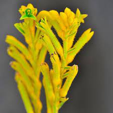 Kangaroo Paw Bush Zest 14cm