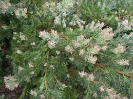 Woolley Bush 14cm – Bigga Trees
