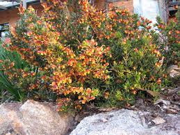 Grevillea Firecracker