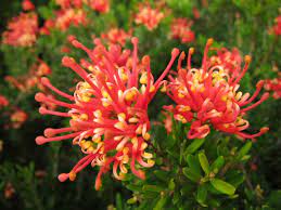 Grevillea Knockout 20cm