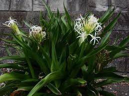 Crinum Pendunculata - Swamp Lily 30lt