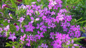 Red Diosma Small