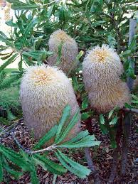 Banksia Baueri 140mm