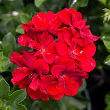 Pelargonium Great Balls Of Fire 140mm