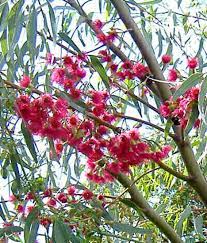 Eucalyptus Sideroxylon Rosea 50lt