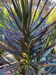 Dracaena Black Knight