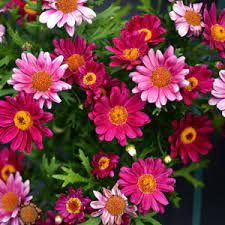 Argyranthemum Super Circus 17cm