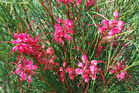 Grevillea Cherry Pie