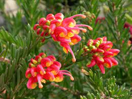 Grevillea Fireworks 20cm