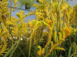 Kangaroo Paw Nugget