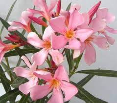 Nerium Oleander Isabella 175mm