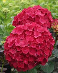 Hydrangea Magical Ruby Red 12 Lt