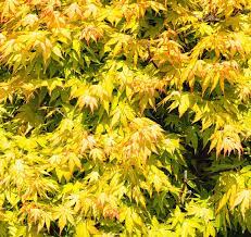 Acer Palmatum Aureum 50lt