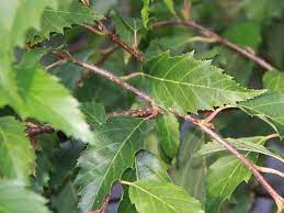 Alnus Jorullensis Evergreen Alder