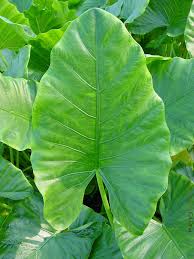 Alocasia Macrorhiza 5lt