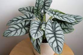 Alocasia Silver Dragon 120mm