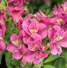 Alstroemeria Louise