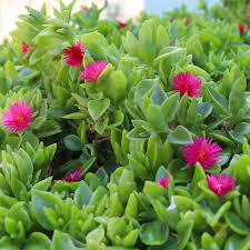 Aptenia Baby Sunrose 13cm