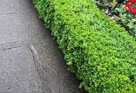 Buxus Japanese Box 8lt