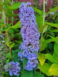 Buddleia High Five Purple 5lt