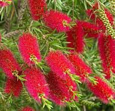 Callistemon Captain Cook 5lt