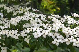 Chinese Dogwood 8lt