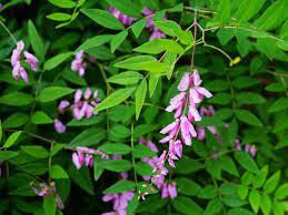 Indigofera Decora Chinese Indigo 200mm