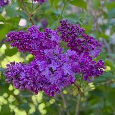 Sytinga Vularis Congo Lilac18lt