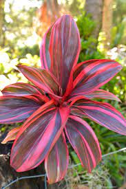 Cordyline Pink Champion 17cm
