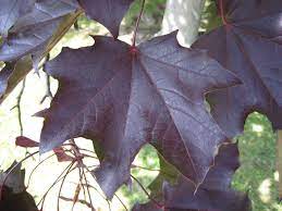 Acer Crimson King 14lt