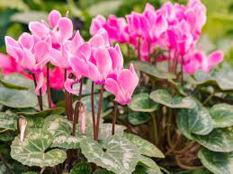 Cyclamen 120mm