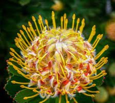 Leucospermum Veldfire